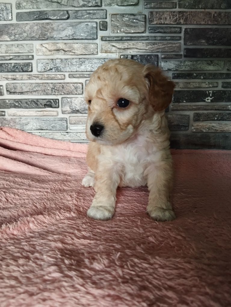 Suczka dziewczynka maltipoo f1b ( maltańczyk pudel maltipoo)