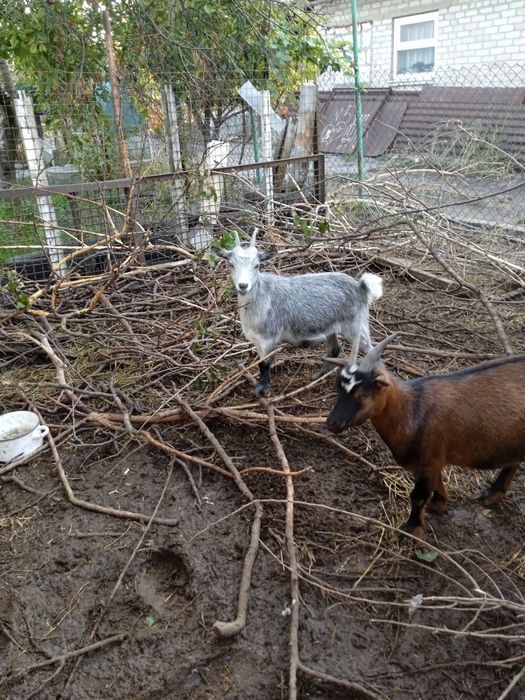 Продам 50% камерунскую козочку