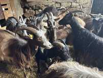 Cabras Corsega Puras