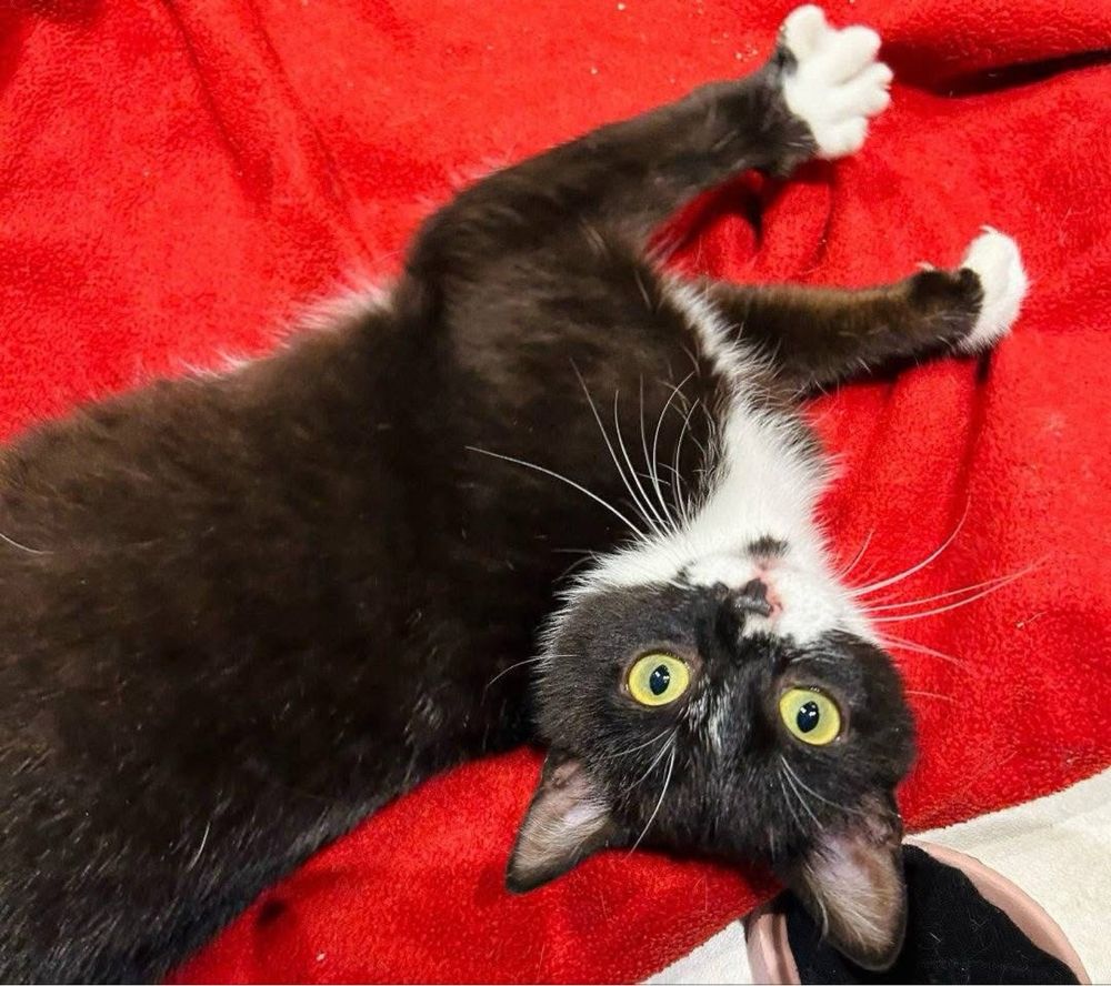 Kotek Sękacz do adopcji