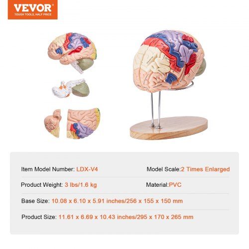 Modelo  do cérebro humano, ensino de anatomia, modelo cerebral