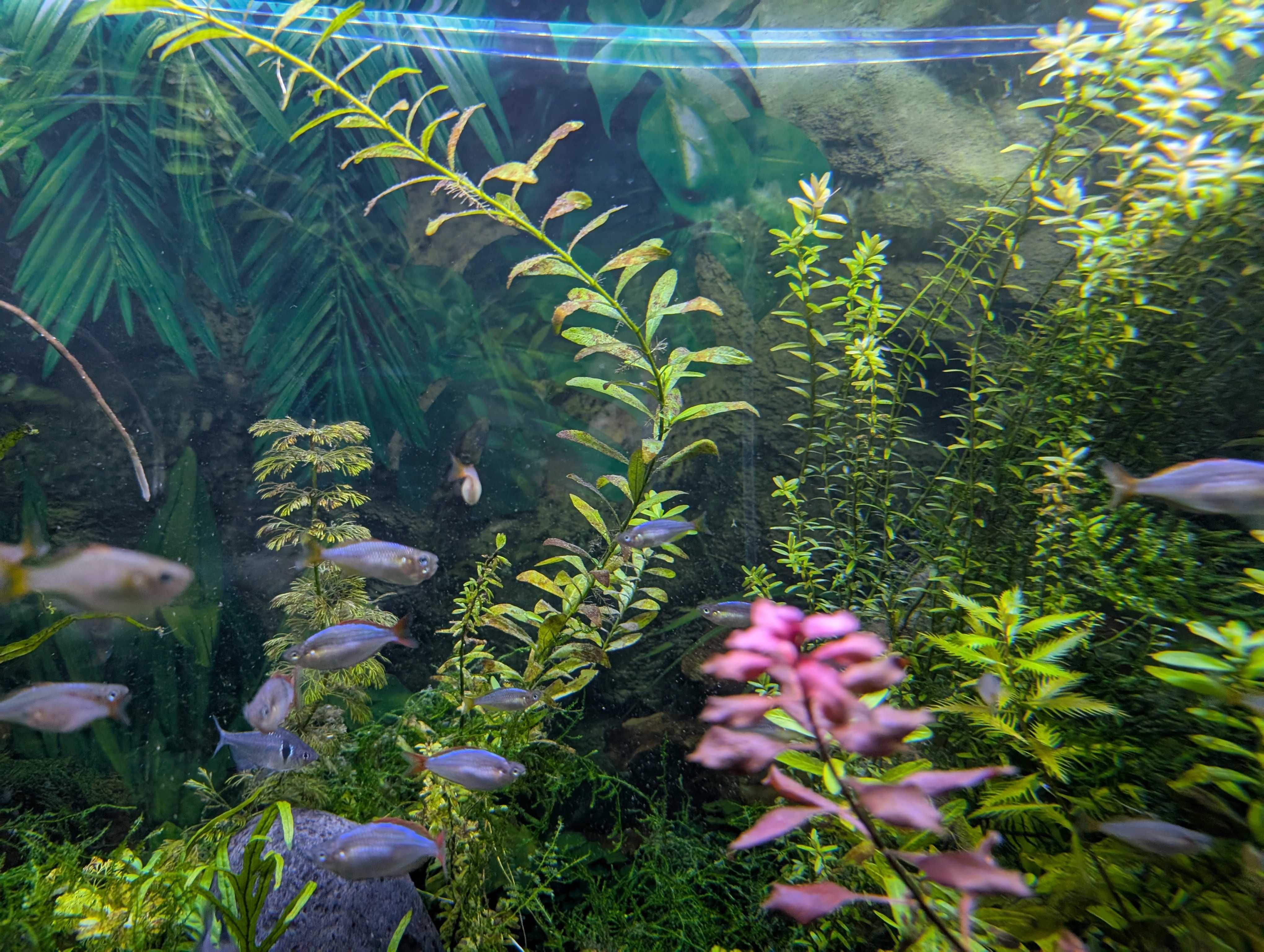 PEIXE ARCO-ÍRIS Néon > 2.5 cm