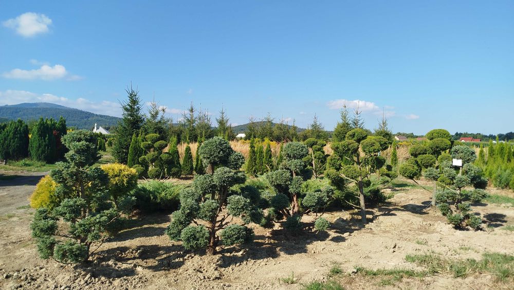 Bonsai, Niwaki Cyprysik groszkowy Boulevard