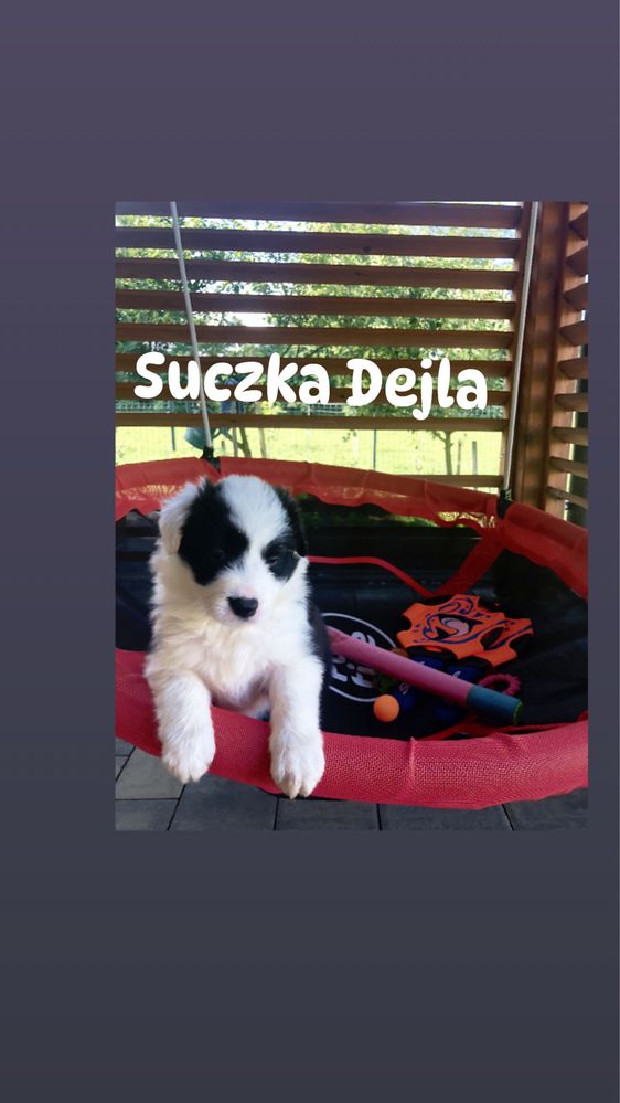Rasowa suczka Border Collie