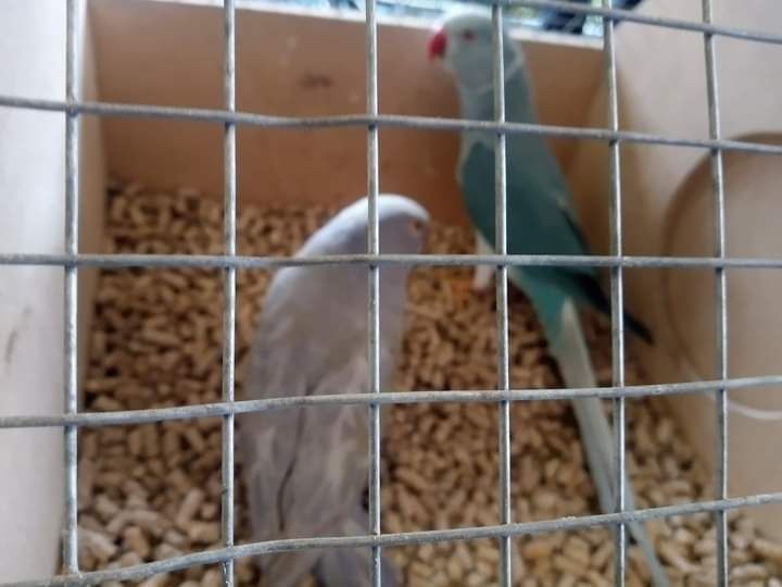 Vários casais de ring neck desponiveis