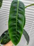 Philodendron patriciae ładny szczyt