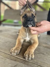 Cane corso szczeniaki FCI