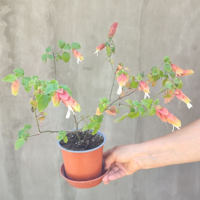 Часник декоративний, алісіум,белопероне,молочай гребінчастий