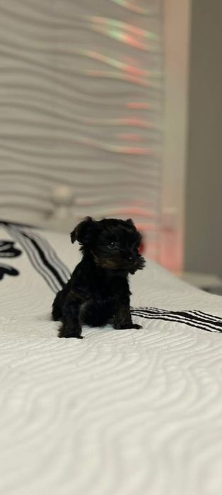 York terrier Simba piesek drobniutki