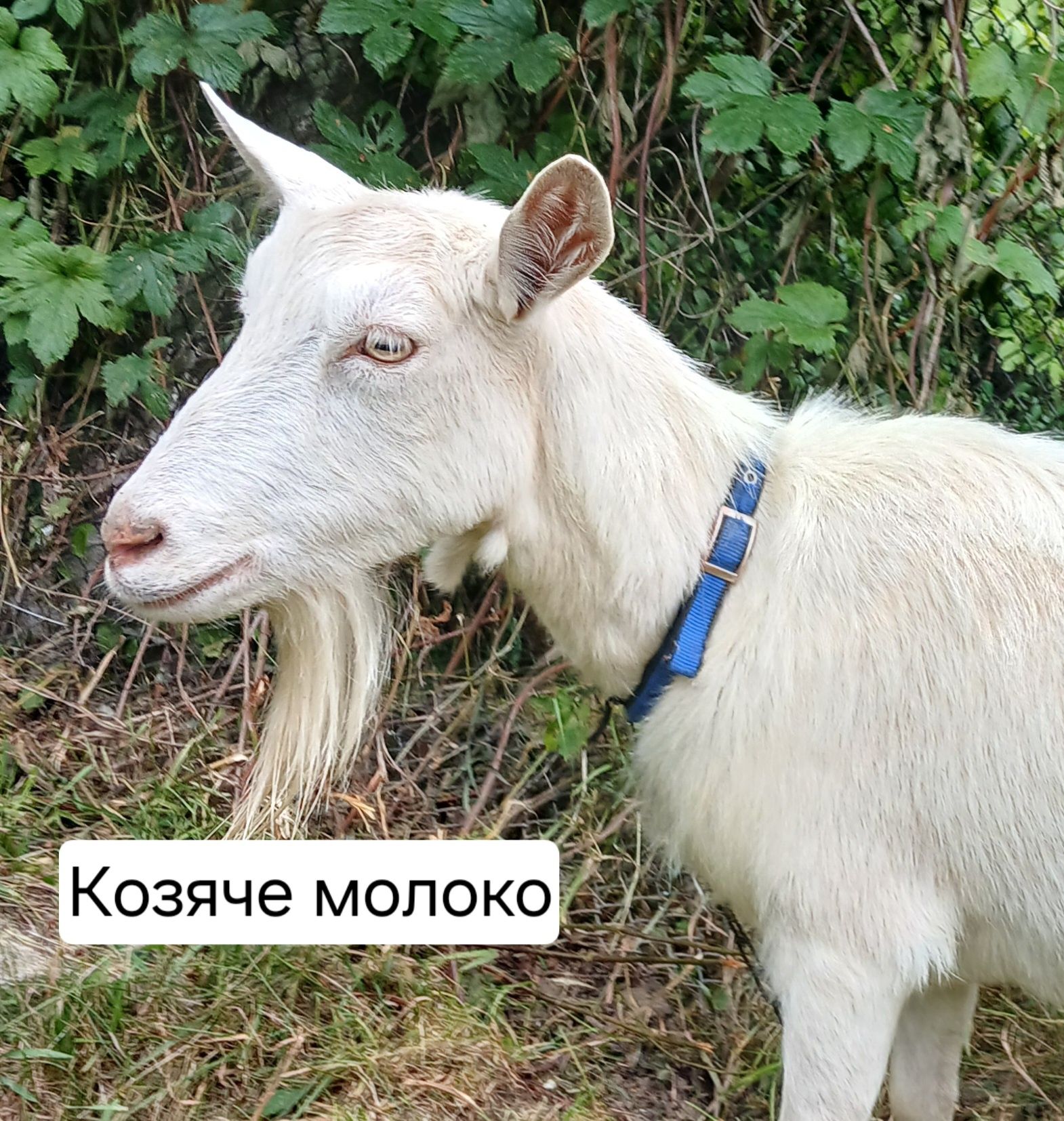 Козяче молоко. Корисне діткам і дорослим.