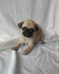 Pug Carlin Disponível