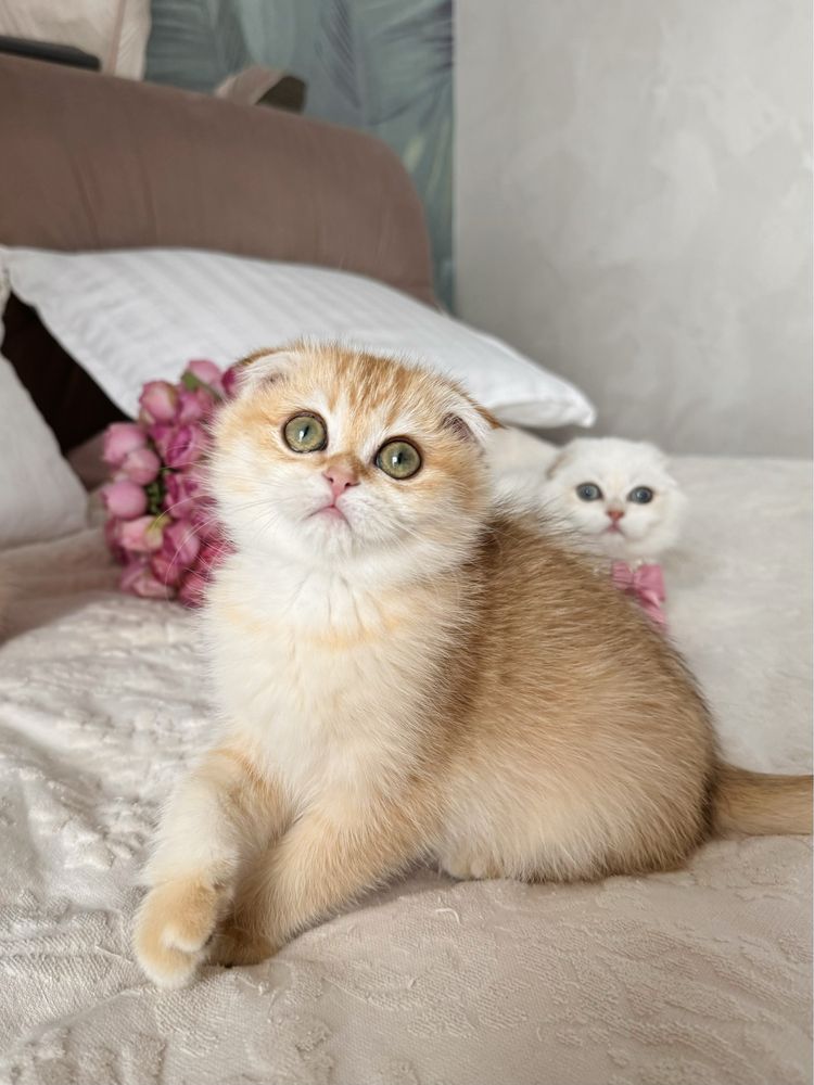 Котобанда шотландських золотих шишилл