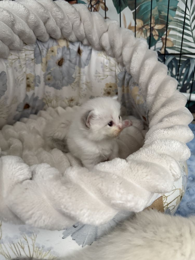Koteczka Ragdoll SHK/WCF