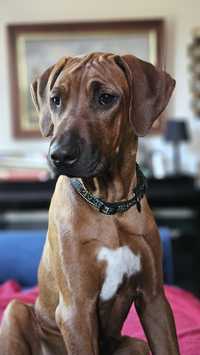 Rhodesian Ridgeback - odchowany chłopak 6 mcy okazja