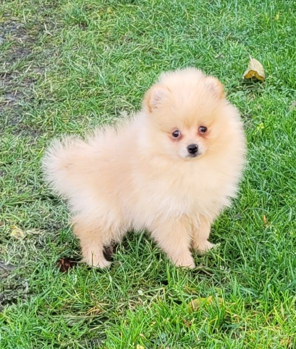 Szpic miniaturowy-dziewczynka