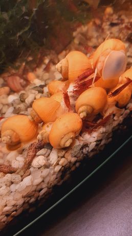 Ślimaki akwariowe na glony