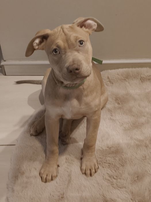 Amstaf Amstaff Amstaffy American Staffordshire Terrier