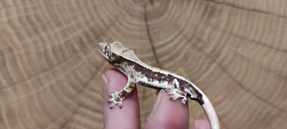 Gekon orzesiony crested gecko