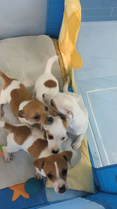 Цуценята Джек Рассел тер'єр