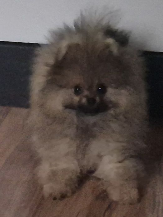 Suczka pomeranian bardzo przytulaśna