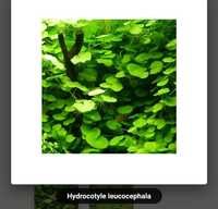 Hydrocotyle leucocephala