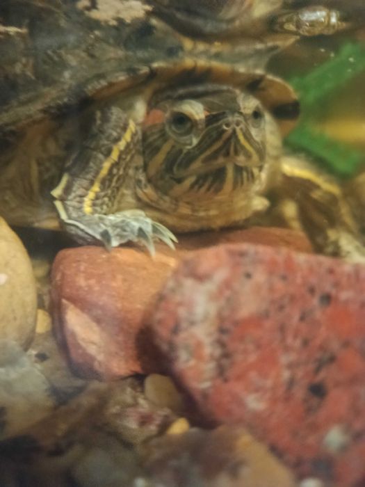 żółw wodno-lądowy