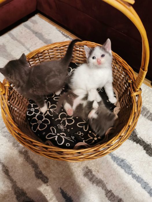 Urocze kociaki do adopcji – 2 niebieskie i 1 biały