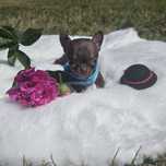 Chihuahua samiec czekoladowy podpalany xs