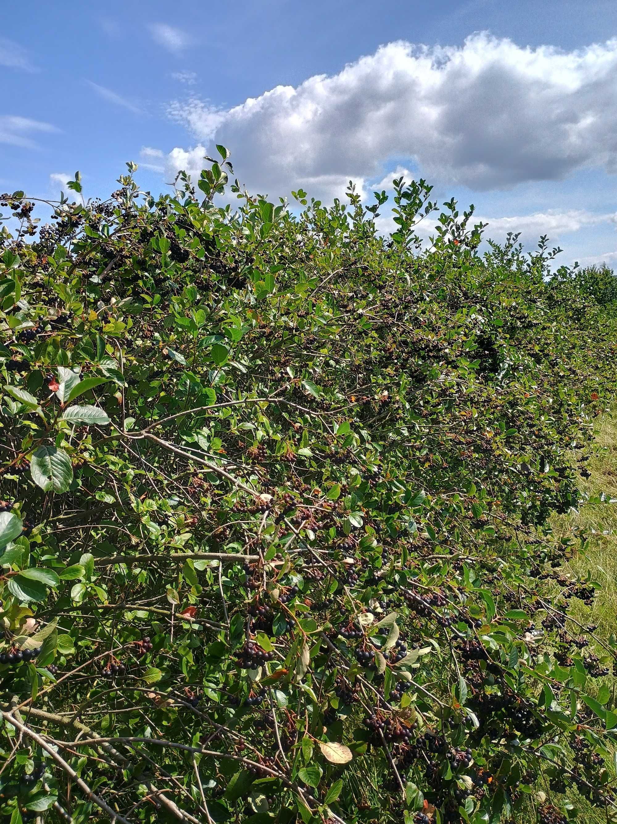 ARONIA z Gospodarstwa Ekologicznrgo