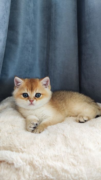 Кошенята британка золота шиншила