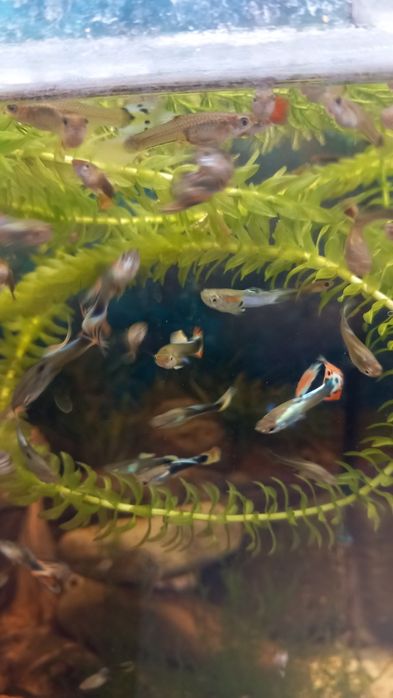 Glupiki rybki akwariowe