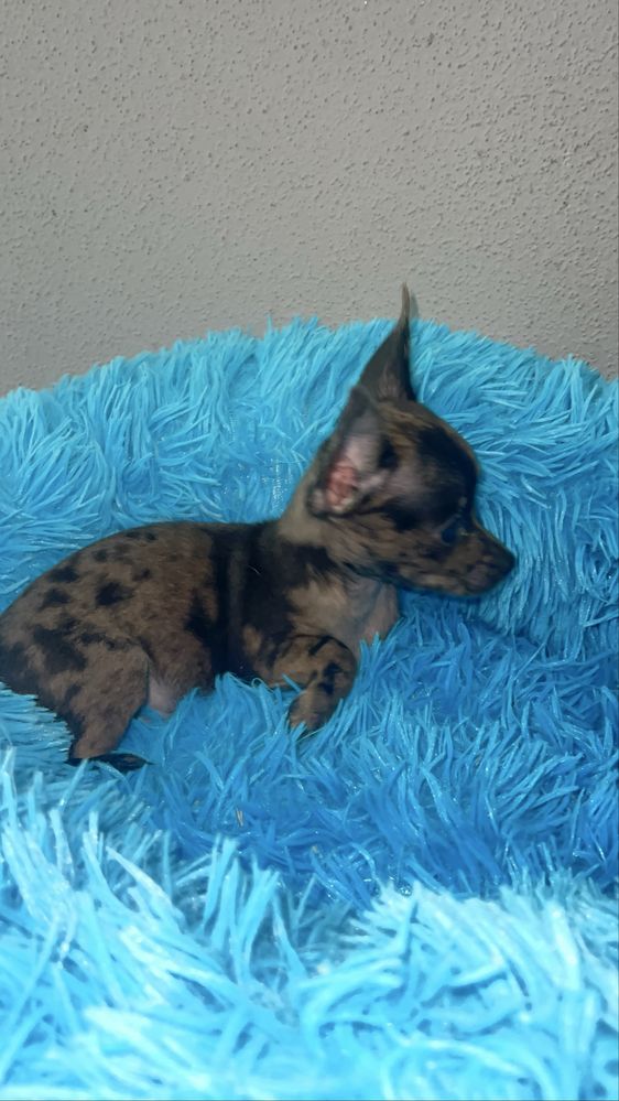Maravilhoso chihuahua