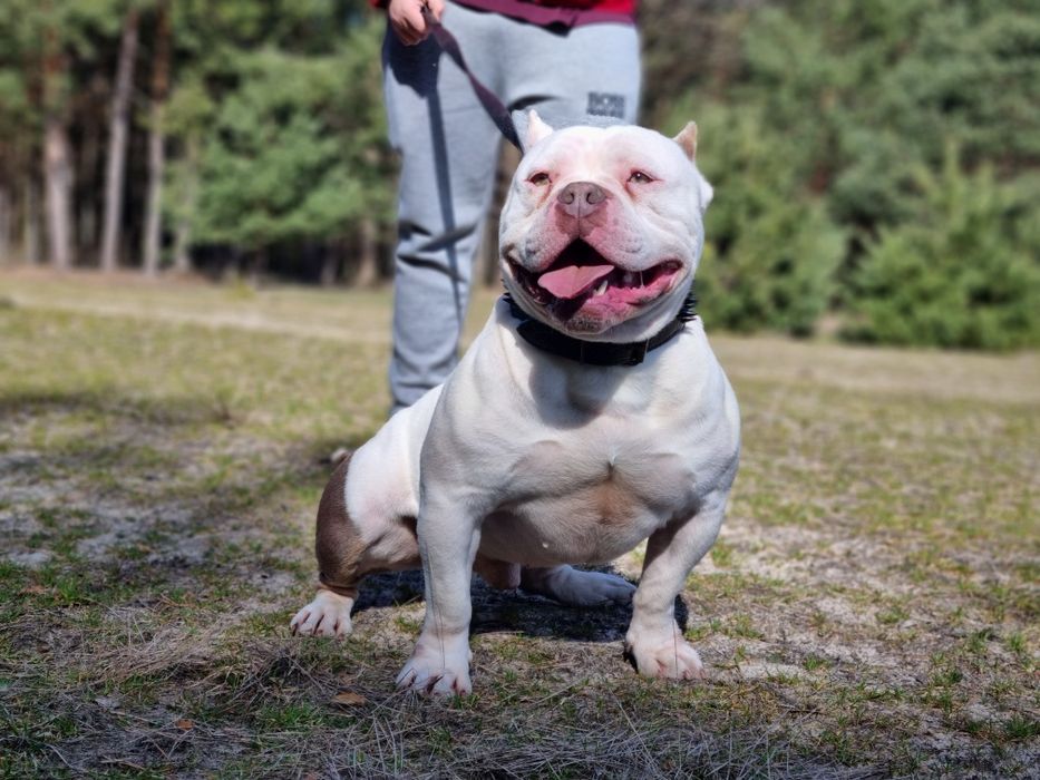 American Bully pocket pies tricolor