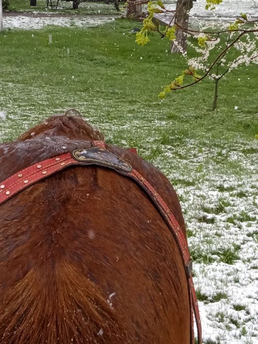 Продається кобила 8 років, кобилка 2міс