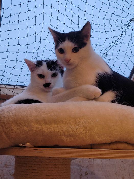 Adolfik i Albercik koci bracia