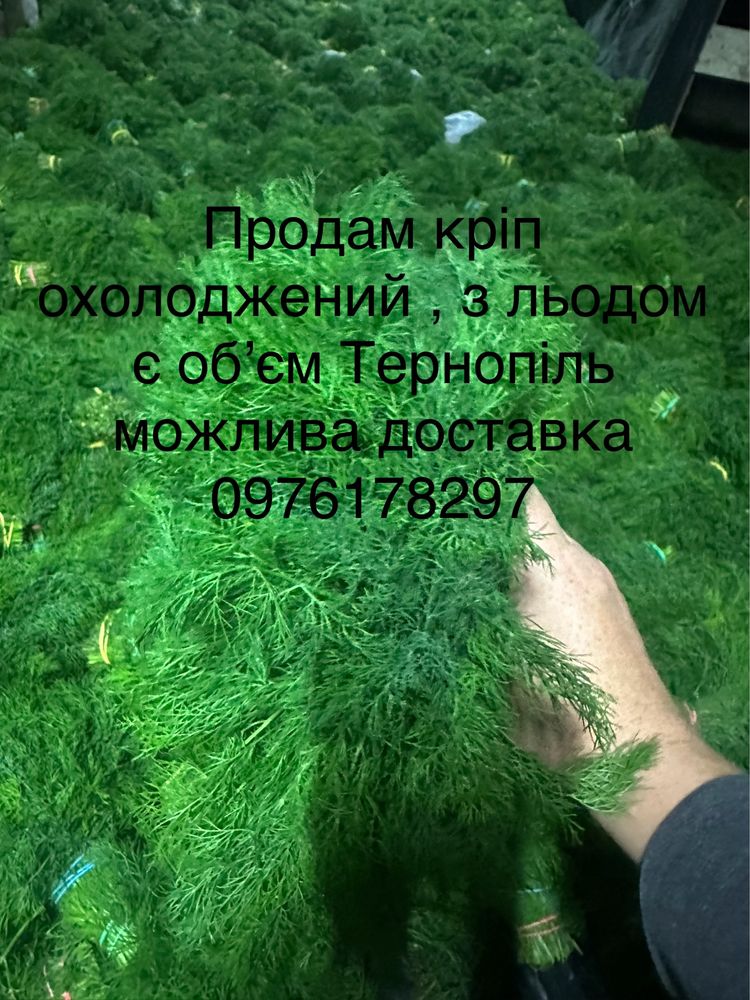 Кріп петрушка цибуля перо