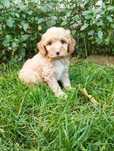 Cockapoo f1b , (spaniel , cockapoo & pudel hybryda )