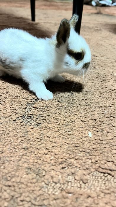 Кролики декоративні