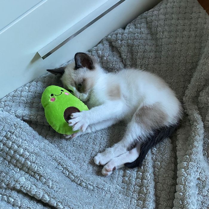 Gata bebe para adoção