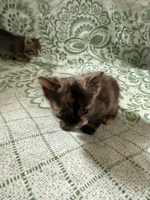 Полукровные котята + обычные