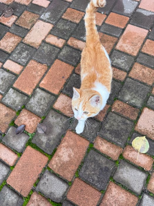 Котик, місяців 2