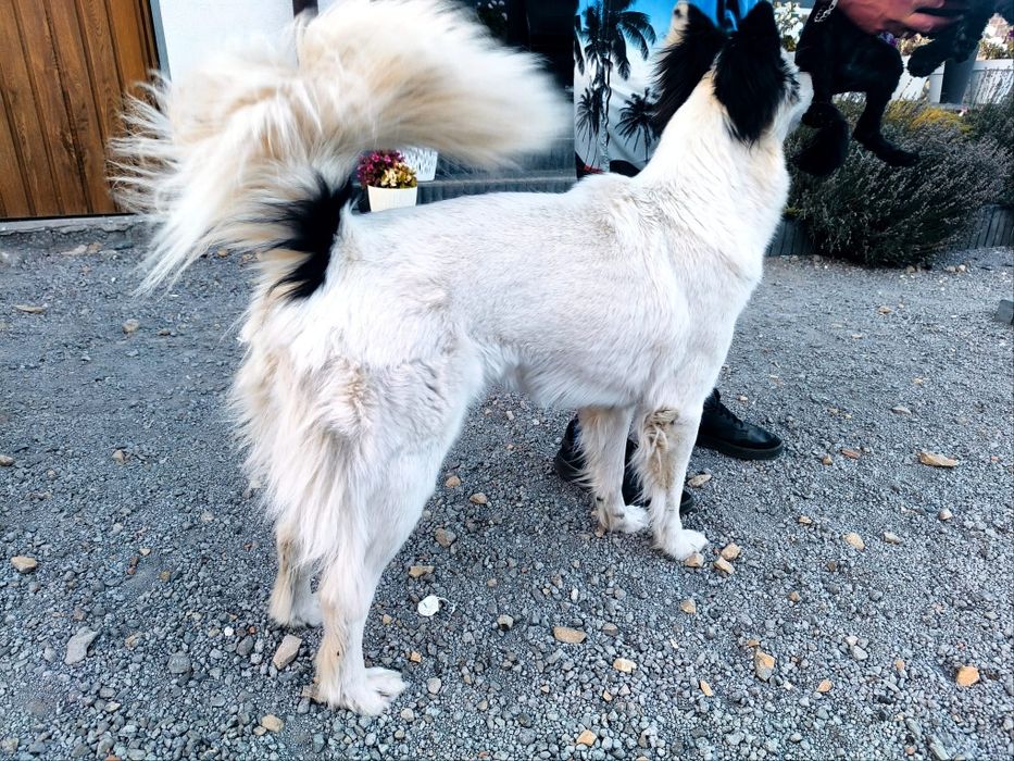 Suczka Aria łajka jakucka FCI metryka chip umowa wyprawka do odbioru