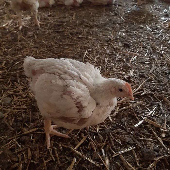 Kurczaki na sprzedaż.