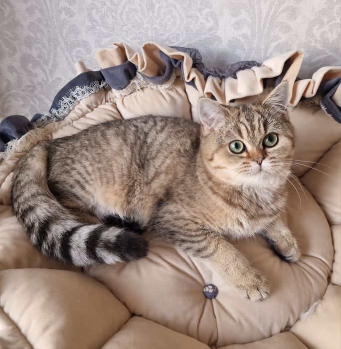 Шотландская девочка с зелёными глазами