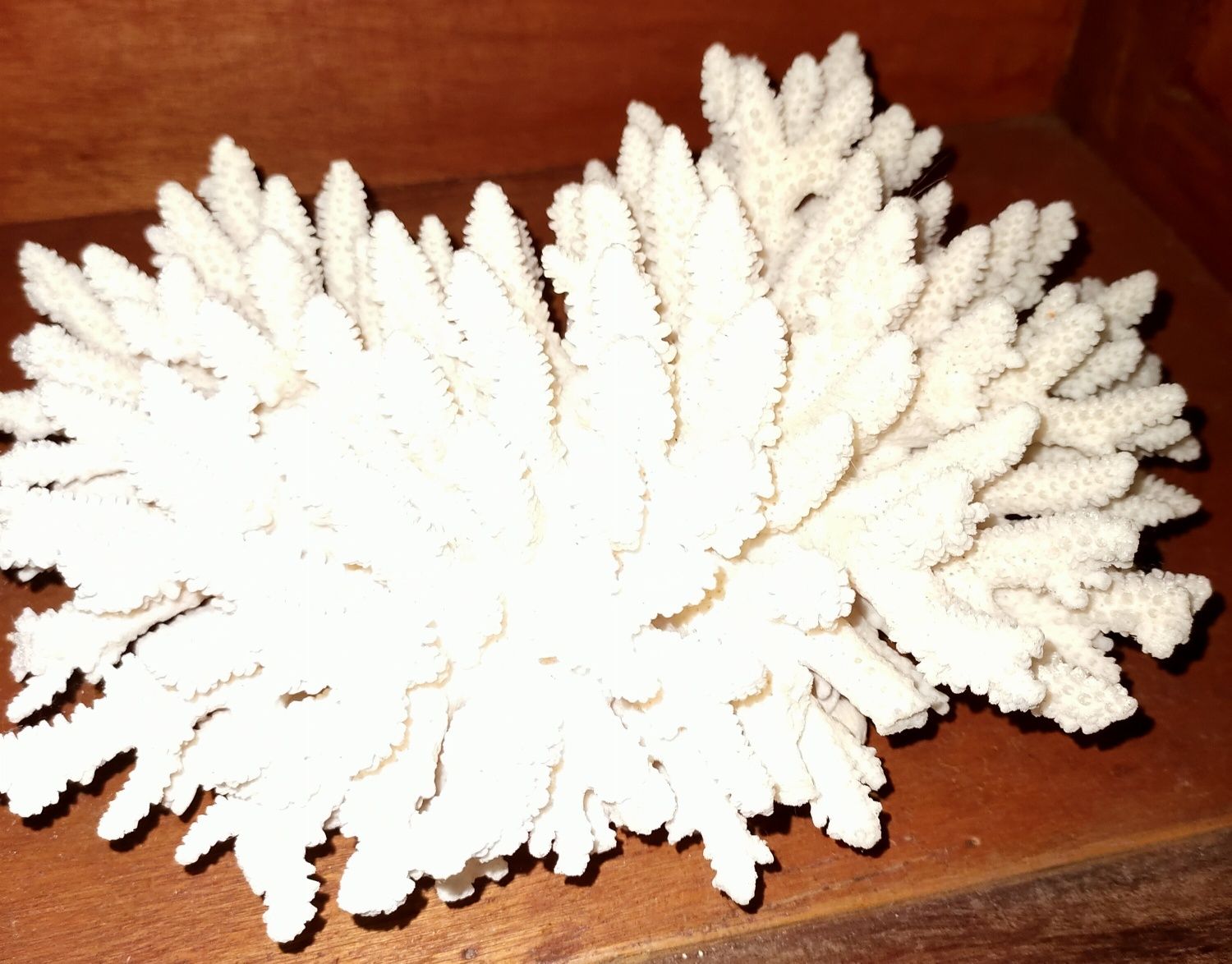 Coral NATURAL Antigo