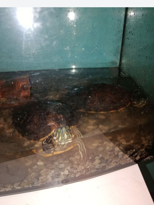 Żółwie wodno-lądowe