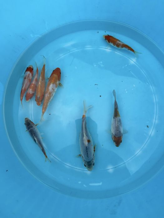 Carpa koi criação 2024