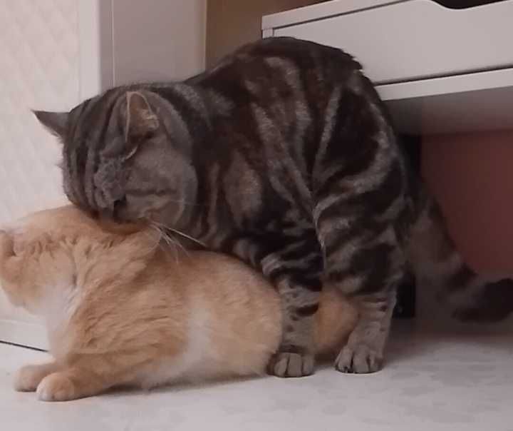 В'язка. Скоттіш страйт