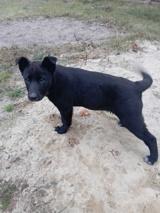 Oddam 3 miesięczną suczkę