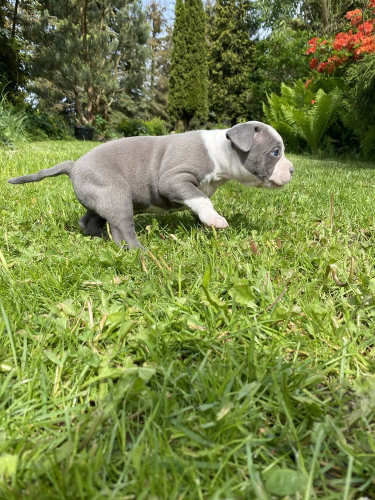 Szczeniak American Staffordshire Terrier